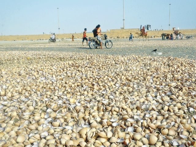Por que milhares de conchas aparecem nas costas de Karachi a cada monção?