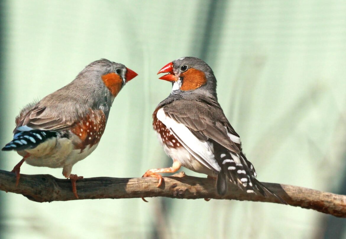 Será que um dia os humanos falarão com os animais? Este cientista nos aproxima