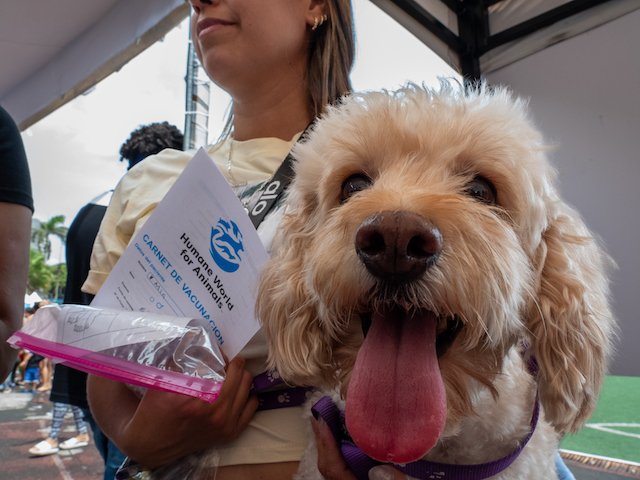 Voluntários dos direitos dos animais tratam centenas de animais de estimação vítimas do terremoto na Venezuela