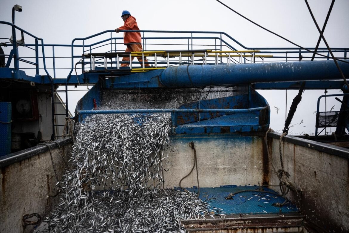 El Niño já está em todo o Oceano Pacífico pescando